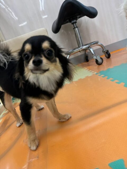 きりまるちゃん＆まろちゃん🐶 
 
きりまるちゃんは、スタッフが近くを通ると「構ってよ！遊ぼうよ！」とぴょんぴょんしていました！🥰
⁡
まろちゃんは、自分からロンちゃんのことを遊びに誘ったりスタッフにたくさん撫でてもらったりしていました！😁
⁡
🐾🐶愛犬のお悩みご相談ください🐶🐾
@kenkohmura_official
↑フォロー待ってます↑

☎︎ 0〒955-0091 新潟県三条市上須頃大割４２８−１256-35-2571
✉️ info@kenkohmura.jp
HP: http://kenkohmura.jp
LINE: https://lin.ee/7LIz5sb

#犬幸村#犬の幼稚園 #吠える、噛む #犬のしつけ #トイレ チワワ可愛い チワワ大好き チワワとの暮らし