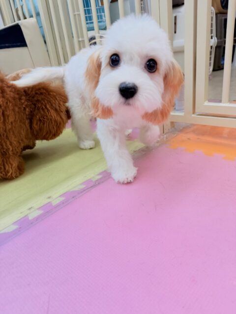 ジュリちゃん🐶
⁡三条店初来店でした！✨️

今日は、初来店でカットとシャンプーでしたがイヤイヤすることなくいい子にカットしてもらっていました！😊
また、スタッフが近くに来ると「遊ぼうよ！」とスタッフ目掛けて大ジャンプしていました！😁
⁡
🐾🐶愛犬のお悩みご相談ください🐶🐾
@kenkohmura_official
↑フォロー待ってます↑

☎︎ 0〒955-0091 新潟県三条市上須頃大割４２８−１256-35-2571
✉️ info@kenkohmura.jp
HP: http://kenkohmura.jp
LINE: https://lin.ee/7LIz5sb

#犬幸村#犬の幼稚園 #吠える、噛む #犬のしつけ #トイレ ミックス犬 ミックス犬可愛い ミックス犬との暮らし