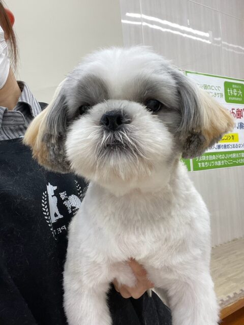 マルちゃん🐶
本日はいろんな子達と激しすぎるワンプロを繰り広げてはしゃぎ回ったりして遊んでいました🤭
いつも以上にはしゃぎ回ったり、激しすぎるじゃれ合いなどして非常に満足そうな表情でした👍

🐾🐶愛犬のお悩みご相談ください🐶🐾
@kenkohmura_official
 ↑フォロー待ってます↑

〒955-0091 新潟県三条市上須頃大割４２８−１
☎︎ 0256-35-2571
✉️ info@kenkohmura.jp
HP: http://kenkohmura.jp
LINE: https://lin.ee/7LIz5sb

#犬幸村#犬の幼稚園 #吠える、噛む #犬のしつけ #トイレ
シーズーシーズー可愛いシーズー倶楽部シーズー可愛いすぎるシーズー大好き