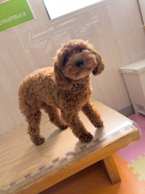 モカちゃん🐶
本日はププちゃんやニコペットのちびっ子達と走り回ったり、BOSSちゃんやニコペットの柴犬に匂いを嗅がれて何だよ‼️とブチギレたりしていました🤣
🐾🐶愛犬のお悩みご相談ください🐶🐾
@kenkohmura_official
↑フォロー待ってます↑
〒955-0091 新潟県三条市上須頃大割428−1
☎︎ 0256-35-2571
✉️ info@kenkohmura.jp
HP: http://kenkohmura.jp
LINE: https://lin.ee/7LIz5sb
#犬幸村#犬の幼稚園 #吠える、噛む #犬のしつけ #トイレ
トイプートイプー可愛いトイプー倶楽部トイプー可愛いすぎるトイプー大好き