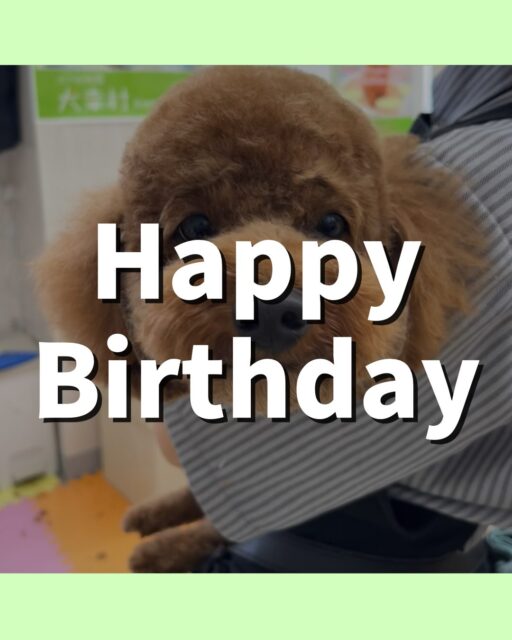 モコちゃん🐶
お誕生日おめでとうございます🎂👏🏻
ニコペットにいる子達と挨拶したりスタッフに撫でて〜とお腹出してあまえたりしていました😊
🐾🐶愛犬のお悩みご相談ください🐶🐾
@kenkohmura_official
↑フォロー待ってます↑
〒955-0091 新潟県三条市上須頃大割428−1
☎︎ 0256-35-2571
✉️ info@kenkohmura.jp
HP: http://kenkohmura.jp
LINE: https://lin.ee/7LIz5sb
#犬幸村#犬の幼稚園 #吠える噛む #犬のしつけ #トイレ
トイプードル トイプードル可愛い トイプードル大好き