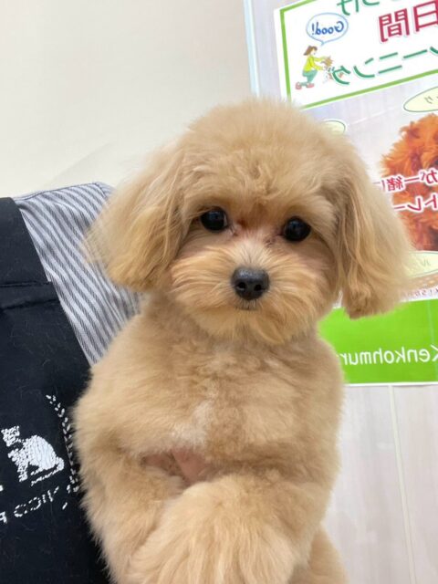 あずきちゃん🐶
三条店初来園でした！✨️
⁡
今日は、きりまる･まろちゃんにグイグイ来られると少し戸惑っていました！😆
また、カットの時は落ち着いていい子にカットしてもらっていました！😊
⁡
🐾🐶愛犬のお悩みご相談ください🐶🐾
@kenkohmura_official
↑フォロー待ってます↑

☎︎ 0〒955-0091 新潟県三条市上須頃大割４２８−１256-35-2571
✉️ info@kenkohmura.jp
HP: http://kenkohmura.jp
LINE: https://lin.ee/7LIz5sb

#犬幸村#犬の幼稚園 #吠える、噛む #犬のしつけ #トイレ ミックス犬 ミックス犬との暮らし ミックス犬大好きさん
