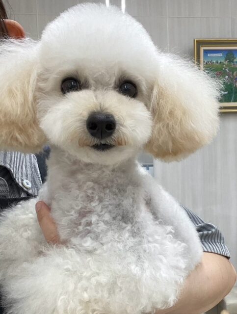 こむぎちゃん🐶
バランスボール自分から上手に乗っていたり、ニコペットにいる子達と挨拶していました😆
🐾🐶愛犬のお悩みご相談ください🐶🐾
@kenkohmura_official
↑フォロー待ってます↑
〒955-0091 新潟県三条市上須頃大割428−1
☎︎ 0256-35-2571
✉️ info@kenkohmura.jp
HP: http://kenkohmura.jp
LINE: https://lin.ee/7LIz5sb
#犬幸村#犬の幼稚園 #吠える噛む #犬のしつけ #トイレ
トイプードル トイプードル可愛い トイプードル大好き