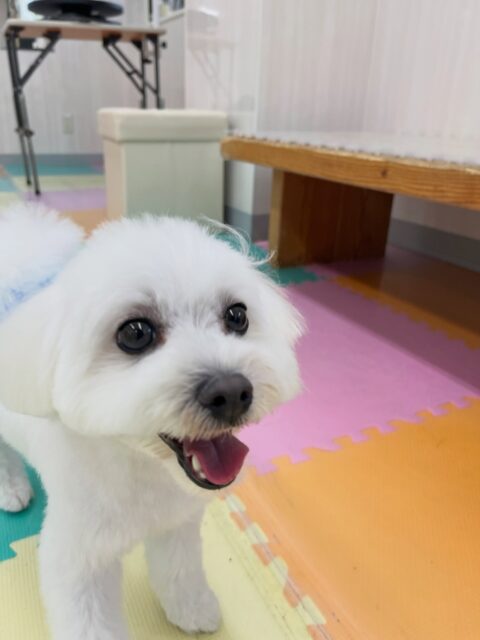 ポコちゃん🐶
ニコペットにいるミックス犬ちゃんやププちゃんと楽しそうに遊んでいました🎶
歯磨きトレーニング開始して1年11ヶ月経過しました🦷🪥✨
これからも歯の白さキープしていきましょう!
🐾🐶愛犬のお悩みご相談ください🐶🐾
@kenkohmura_official
↑フォロー待ってます↑
〒955-0091 新潟県三条市上須頃大割428−1
☎︎ 0256-35-2571
✉️ info@kenkohmura.jp
HP: http://kenkohmura.jp
LINE: https://lin.ee/7LIz5sb
#犬幸村#犬の幼稚園 #吠える噛む #犬のしつけ #トイレ
ミックス犬 ミックス犬可愛い ミックス犬大好き