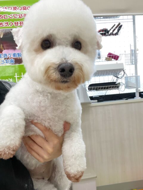 よもぎちゃん🐶
今日はベンやお店の小さい子達と上手に挨拶していました😊
お店の柴ちゃんにグイグイアピールされると少し困った顔をしているのが可愛かったです🥰
🐾🐶愛犬のお悩みご相談ください🐶🐾
@kenkohmura_official
↑フォロー待ってます↑
〒955-0091 新潟県三条市上須頃大割428−1
☎︎ 0256-35-2571
✉️ info@kenkohmura.jp
HP: http://kenkohmura.jp
LINE: https://lin.ee/7LIz5sb
#犬幸村#犬の幼稚園 #吠える、噛む #犬のしつけ #トイレ
ミックス犬 mix犬 ミックス犬だいすき
