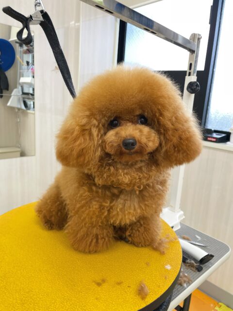 ププちゃん🐶
今日はポコちゃんやお店の小さい子達とプロレスごっこをしたり、園内を探検したりしていました😊
お散歩もルンルンで楽しそうに歩いていました✨
🐾🐶愛犬のお悩みご相談ください🐶🐾
@kenkohmura_official
↑フォロー待ってます↑
〒955-0091 新潟県三条市上須頃大割428−1
☎︎ 0256-35-2571
✉️ info@kenkohmura.jp
HP: http://kenkohmura.jp
LINE: https://lin.ee/7LIz5sb
#犬幸村#犬の幼稚園 #吠える、噛む #犬のしつけ #トイレ
トイプードル トイプー といぷー