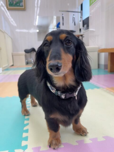 クッキーちゃん🐶
よもぎちゃんが気になったみたいで臭い嗅いだりしていました😊
お散歩トレーニング頑張っていました✨️
🐾🐶愛犬のお悩みご相談ください🐶🐾
@kenkohmura_official
↑フォロー待ってます↑
〒955-0091 新潟県三条市上須頃大割428−1
☎︎ 0256-35-2571
✉️ info@kenkohmura.jp
HP: http://kenkohmura.jp
LINE: https://lin.ee/7LIz5sb
#犬幸村#犬の幼稚園 #吠える噛む #犬のしつけ #トイレ
ミニチュアダックスフンド ミニチュアダックスフンド可愛い ミニチュアダックスフンド大好き
