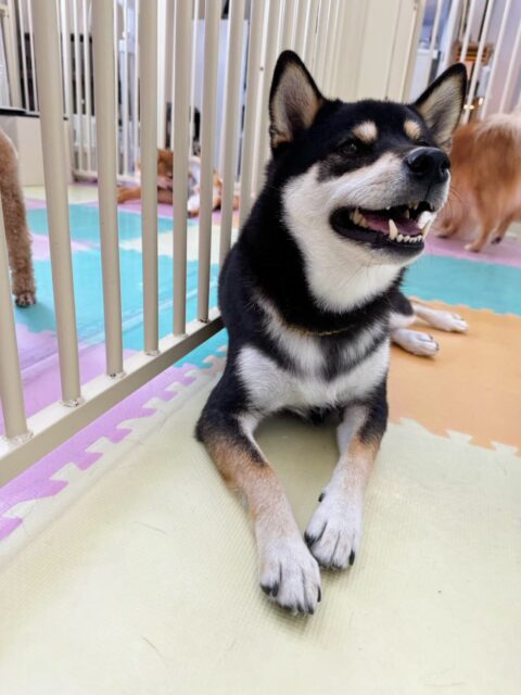 北斗ちゃん🐶
歯磨きトレーニング開始からちょうど2年になりました🪥
健康な歯を保てているのでこの調子で続けていきましょう🦷✨
今日はお店の小さい子達が園内に来ると嬉しそうに走り回っていました😆
🐾🐶愛犬のお悩みご相談ください🐶🐾
@kenkohmura_official
↑フォロー待ってます↑
〒955-0091 新潟県三条市上須頃大割428−1
☎︎ 0256-35-2571
✉️ info@kenkohmura.jp
HP: http://kenkohmura.jp
LINE: https://lin.ee/7LIz5sb
#犬幸村#犬の幼稚園 #吠える、噛む #犬のしつけ #トイレ
柴犬 柴 しば