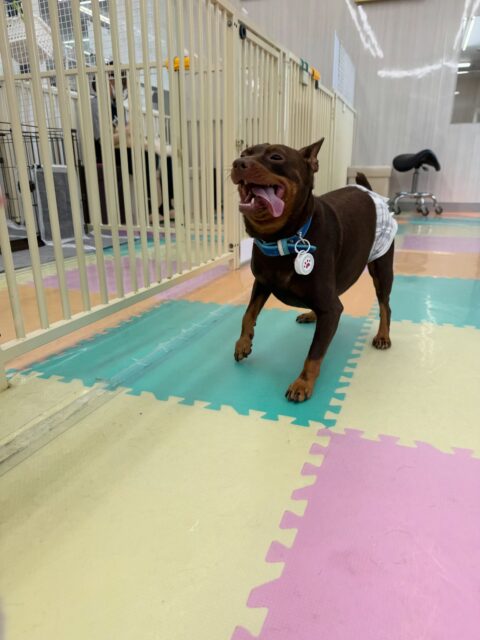 とらのすけちゃん🐶
本日は、ポコちゃんや、ぽん太達と走り回ったり、激しいワンプロを仕掛けあったり、園内を走り回ったりして楽しそうに過ごしていました🤭
🐾🐶愛犬のお悩みご相談ください🐶🐾
@kenkohmura_official
↑フォロー待ってます↑
〒955-0091 新潟県三条市上須頃大割428−1
☎︎ 0256-35-2571
✉️ info@kenkohmura.jp
HP: http://kenkohmura.jp
LINE: https://lin.ee/7LIz5sb
#犬幸村#犬の幼稚園 #吠える、噛む #犬のしつけ #トイレ
ピンシャーピンシャー可愛いピンシャー大好きピンシャー倶楽部ピンシャー可愛いすぎる