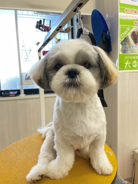 マルちゃん🐶
今日はぽん太ちゃんとプロレスごっこをしたり、ポコちゃんと追いかけっこをしたりしていました😊
だいすきなカノアちゃんにも「遊ぼう!」とアピールしていました✨
🐾🐶愛犬のお悩みご相談ください🐶🐾
@kenkohmura_official
↑フォロー待ってます↑
〒955-0091 新潟県三条市上須頃大割428−1
☎︎ 0256-35-2571
✉️ info@kenkohmura.jp
HP: http://kenkohmura.jp
LINE: https://lin.ee/7LIz5sb
#犬幸村#犬の幼稚園 #吠える、噛む #犬のしつけ #トイレ
シーズー しーずー シーズーだいすき
