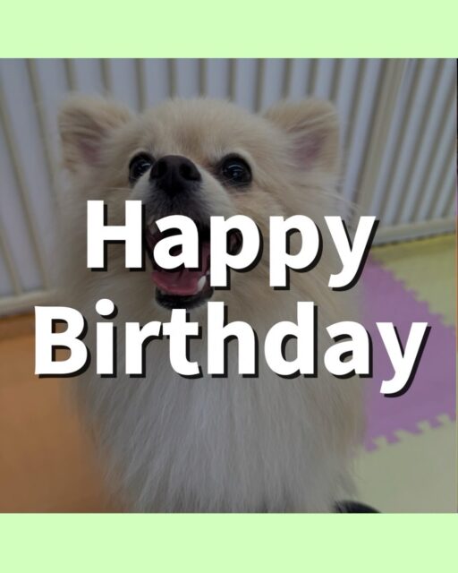 ベルちゃん🐶
お誕生日おめでとうございます🎂
本日は、ププちゃんやきりまるちゃん、ぽん太達と1日中走り回ったり、みんなとワンプロを仕掛けあったりして過ごしていました🤭
🐾🐶愛犬のお悩みご相談ください🐶🐾
@kenkohmura_official
↑フォロー待ってます↑
〒955-0091 新潟県三条市上須頃大割428−1
☎︎ 0256-35-2571
✉️ info@kenkohmura.jp
HP: http://kenkohmura.jp
LINE: https://lin.ee/7LIz5sb
#犬幸村#犬の幼稚園 #吠える、噛む #犬のしつけ #トイレ
ポメラニアンポメラニアン大好きポメラニアン倶楽部ポメラニアン可愛い