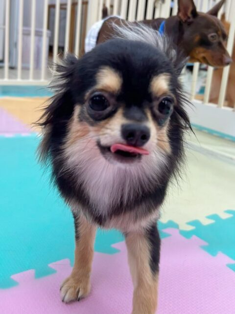 きりまるちゃん&まろちゃん🐶
きりまるちゃんはお店の小さい子達と遊んだり、あんずちゃんの教育係をしてくれていました👏
まろちゃんは風夾ちゃんと遊んだり、お店の小さい子達と挨拶したりしていました😆
🐾🐶愛犬のお悩みご相談ください🐶🐾
@kenkohmura_official
↑フォロー待ってます↑
〒955-0091 新潟県三条市上須頃大割428−1
☎︎ 0256-35-2571
✉️ info@kenkohmura.jp
HP: http://kenkohmura.jp
LINE: https://lin.ee/7LIz5sb
#犬幸村#犬の幼稚園 #吠える、噛む #犬のしつけ #トイレ
チワワ ちわわ チワワだいすき