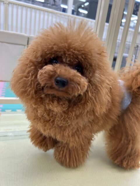 ププちゃん🐶
本日はニコペットのちびっ子達に走り回ったり、みんなと激しいワンプロを繰り広げて遊んでいました🤭
🐾🐶愛犬のお悩みご相談ください🐶🐾
@kenkohmura_official
↑フォロー待ってます↑
〒955-0091 新潟県三条市上須頃大割428−1
☎︎ 0256-35-2571
✉️ info@kenkohmura.jp
HP: http://kenkohmura.jp
LINE: https://lin.ee/7LIz5sb
#犬幸村#犬の幼稚園 #吠える、噛む #犬のしつけ #トイレ
トイプートイプー可愛いトイプー倶楽部トイプー可愛いすぎるトイプー大好き