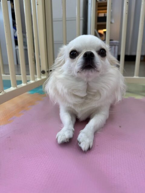 ビビちゃん🐶
本日歯磨きトレーニングを開始して2年が経ちました🦷
歯の状態は変わらずにキープできています‼️このまま継続を意識して頑張っていきましょう✊
園内では、ニコペットのちびっ子達やきりまるちゃん、まろちゃん達と匂いを嗅ぎ合ったり、しつこいよ‼️とブチギレてみたりして過ごしていました🤭
🐾🐶愛犬のお悩みご相談ください🐶🐾
@kenkohmura_official
↑フォロー待ってます↑
〒955-0091 新潟県三条市上須頃大割428−1
☎︎ 0256-35-2571
✉️ info@kenkohmura.jp
HP: http://kenkohmura.jp
LINE: https://lin.ee/7LIz5sb
#犬幸村#犬の幼稚園 #吠える、噛む #犬のしつけ #トイレ
チワワチワワ可愛いチワワ倶楽部チワワ可愛いすぎるチワワ大好き