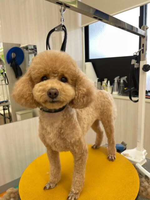 ポコちゃん🐶
ププちゃんが気に入ったみたいで追いかけたり遊びに誘ったりしていました☺️
お散歩トレーニングでは頑張って自分のペースで歩いていました✨️
🐾🐶愛犬のお悩みご相談ください🐶🐾
@kenkohmura_official
 ↑フォロー待ってます↑

〒955-0091 新潟県三条市上須頃大割４２８−１
☎︎ 0256-35-2571
✉️ info@kenkohmura.jp
HP: http://kenkohmura.jp
LINE: https://lin.ee/7LIz5sb

#犬幸村#犬の幼稚園 #吠える噛む #犬のしつけ #トイレ
 トイプードル トイプードル大好き トイプードル可愛い