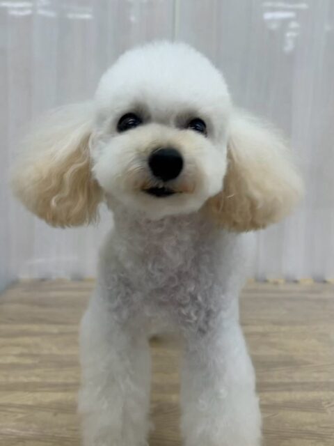 こむぎちゃん🐶
ニコペットにいる子達に遊びに誘われていてしつこいとやめて！と叱っていました✨️
スタッフに撫でて〜と甘えたりしていました😊
🐾🐶愛犬のお悩みご相談ください🐶🐾
@kenkohmura_official
 ↑フォロー待ってます↑

〒955-0091 新潟県三条市上須頃大割４２８−１
☎︎ 0256-35-2571
✉️ info@kenkohmura.jp
HP: http://kenkohmura.jp
LINE: https://lin.ee/7LIz5sb

#犬幸村#犬の幼稚園 #吠える噛む #犬のしつけ #トイレ
 トイプードル トイプードル大好き トイプードル可愛い
