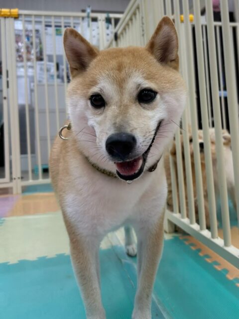 寅丸ちゃん🐶
あんずちゃんが他の子にしつこく誘ったりしてると、寅丸ちゃんが止めに入ってくれてお兄ちゃんしていました😄
歯磨きトレーニング開始して1年11ヶ月経過しました🦷🪥✨
これからも頑張りましょう！！
🐾🐶愛犬のお悩みご相談ください🐶🐾
@kenkohmura_official
 ↑フォロー待ってます↑

〒955-0091 新潟県三条市上須頃大割４２８−１
☎︎ 0256-35-2571
✉️ info@kenkohmura.jp
HP: http://kenkohmura.jp
LINE: https://lin.ee/7LIz5sb

#犬幸村#犬の幼稚園 #吠える噛む #犬のしつけ #トイレ
 豆柴 豆柴可愛い 豆柴大好き