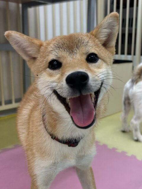 あんずちゃん🐶
仲良しのニコペットにいる柴犬ちゃんと激しく遊んだり、ベンや寅丸ちゃんに叱られていたりしていました😁
お散歩トレーニングではまだ引っ張りがありましたが頑張っていました✨️
🐾🐶愛犬のお悩みご相談ください🐶🐾
@kenkohmura_official
 ↑フォロー待ってます↑

〒955-0091 新潟県三条市上須頃大割４２８−１
☎︎ 0256-35-2571
✉️ info@kenkohmura.jp
HP: http://kenkohmura.jp
LINE: https://lin.ee/7LIz5sb

#犬幸村#犬の幼稚園 #吠える噛む #犬のしつけ #トイレ
 柴犬 柴犬大好き 柴犬可愛い