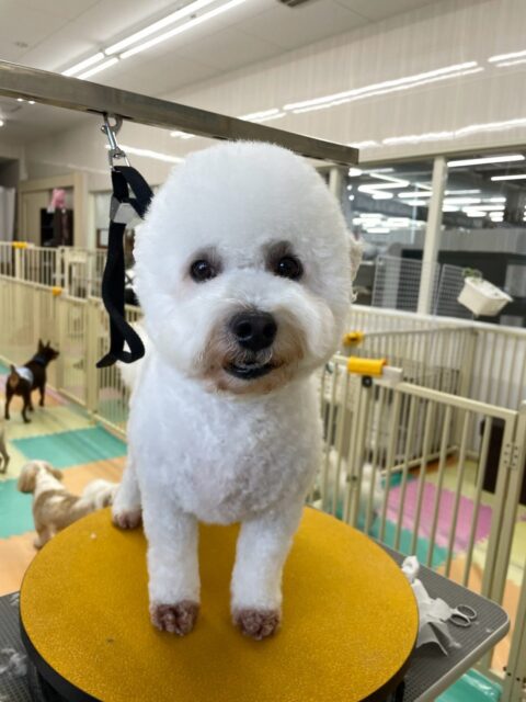 よもぎちゃん🐶
朝からいろんな子達に匂いを嗅がれたり、自分から匂いを嗅ぎに行ったりしてコミュニケーションをとっていました🤭
🐾🐶愛犬のお悩みご相談ください🐶🐾
@kenkohmura_official
↑フォロー待ってます↑
〒955-0091 新潟県三条市上須頃大割428−1
☎︎ 0256-35-2571
✉️ info@kenkohmura.jp
HP: http://kenkohmura.jp
LINE: https://lin.ee/7LIz5sb
#犬幸村#犬の幼稚園 #吠える、噛む #犬のしつけ #トイレ
ミックスミックス犬ミックス犬可愛いすぎるミックス犬大好きミックス犬倶楽部