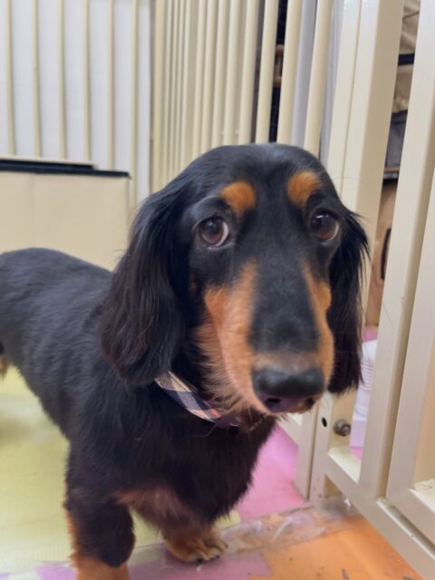 クッキーちゃん🐶
ニコペットにいる子達と挨拶したり遊びに誘われていました😊
お散歩トレーニング頑張って歩いていました🙌
🐾🐶愛犬のお悩みご相談ください🐶🐾
@kenkohmura_official
 ↑フォロー待ってます↑

〒955-0091 新潟県三条市上須頃大割４２８−１
☎︎ 0256-35-2571
✉️ info@kenkohmura.jp
HP: http://kenkohmura.jp
LINE: https://lin.ee/7LIz5sb

#犬幸村#犬の幼稚園 #吠える噛む #犬のしつけ #トイレ
 ミニチュアダックスフンド ミニチュアダックスフンド大好き ミニチュアダックスフンド可愛い