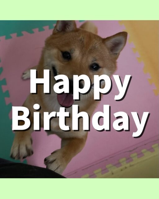 朔ちゃん🐶
朔ちゃん、一歳のお誕生日おめでとうございます🎉
にこにこ笑顔のかわいい朔ちゃんにとって素敵な一年になりますように☺️
園内ではふうちゃんやすけちゃん、ぽん太と追いかけっこをしたりして楽しそうに過ごしていました👏

🐾🐶愛犬のお悩みご相談ください🐶🐾
@kenkohmura_official
 ↑フォロー待ってます↑

〒955-0091 新潟県三条市上須頃大割４２８−１
☎︎ 0256-35-2571
✉️ info@kenkohmura.jp
HP: http://kenkohmura.jp
LINE: https://lin.ee/7LIz5sb

#犬幸村#犬の幼稚園 #吠える、噛む #犬のしつけ #トイレ
豆柴　まめしば　まめ柴