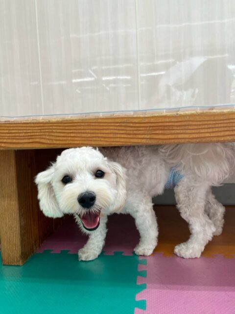 ふうちゃん🐶
今日はぽん太とプロレスごっこをして、とても楽しそうでした😊
色んな子に「遊ぼうよー！」と一生懸命声をかけていました👏

🐾🐶愛犬のお悩みご相談ください🐶🐾
@kenkohmura_official
 ↑フォロー待ってます↑

〒955-0091 新潟県三条市上須頃大割４２８−１
☎︎ 0256-35-2571
✉️ info@kenkohmura.jp
HP: http://kenkohmura.jp
LINE: https://lin.ee/7LIz5sb

#犬幸村#犬の幼稚園 #吠える、噛む #犬のしつけ #トイレ
ミックス犬　mix犬　ミックス犬だいすき