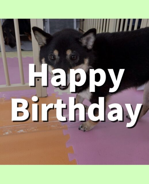 ちょこちゃん🐶
お誕生日おめでとうございます🎂💕
BOSSちゃんと激しくおしゃべりしたり、ベンと遊んだりしていました😊
🐾🐶愛犬のお悩みご相談ください🐶🐾
@kenkohmura_official
 ↑フォロー待ってます↑

〒955-0091 新潟県三条市上須頃大割４２８−１
☎︎ 0256-35-2571
✉️ info@kenkohmura.jp
HP: http://kenkohmura.jp
LINE: https://lin.ee/7LIz5sb

#犬幸村#犬の幼稚園 #吠える噛む #犬のしつけ #トイレ
 柴犬 柴犬可愛い 柴犬大好き