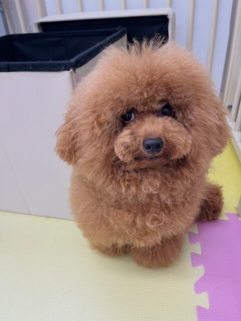 ププちゃん🐶
大好きなチワワちゃんと楽しそうに遊んだり、ポコちゃんに遊びに誘われていたりしていました😆
お散歩トレーニング楽しそうに歩いていました🎶
🐾🐶愛犬のお悩みご相談ください🐶🐾
@kenkohmura_official
 ↑フォロー待ってます↑

〒955-0091 新潟県三条市上須頃大割４２８−１
☎︎ 0256-35-2571
✉️ info@kenkohmura.jp
HP: http://kenkohmura.jp
LINE: https://lin.ee/7LIz5sb

#犬幸村#犬の幼稚園 #吠える噛む #犬のしつけ #トイレ
 トイプードル トイプードル可愛い トイプードル大好き