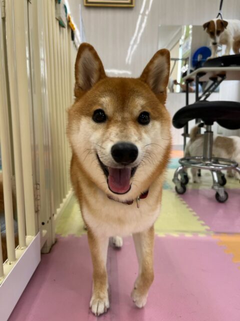 つくしちゃん🐶
今日は、チャリーちゃんと園内を走り回って遊んだり、バロンちゃんとお喋りしたりしていました!😊
また、お散歩の時は店内を見渡しながら楽しそうに歩いていました!😍
🐾🐶愛犬のお悩みご相談ください🐶🐾
@kenkohmura_official
↑フォロー待ってます↑
☎︎ 0〒955-0091 新潟県三条市上須頃大割428−1256-35-2571
✉️ info@kenkohmura.jp
HP: http://kenkohmura.jp
LINE: https://lin.ee/7LIz5sb
#犬幸村#犬の幼稚園 #吠える、噛む #犬のしつけ #トイレ 柴犬 柴犬大好き 柴犬大好き倶楽部