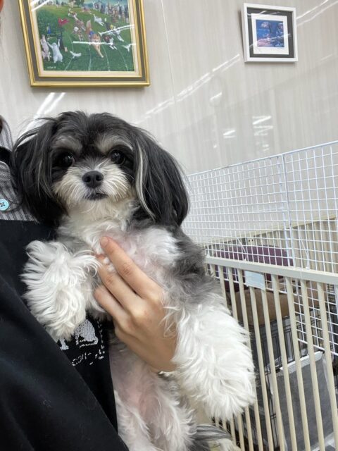 ココちゃん🐶
今日は、スタッフが離れると「置いていかないで!こっち来てよ!」と猛アピールしていました!🥰
また、カットの時はイヤイヤすることなく上手にカットさせてくれました!😍
🐾🐶愛犬のお悩みご相談ください🐶🐾
@kenkohmura_official
↑フォロー待ってます↑
☎︎ 0〒955-0091 新潟県三条市上須頃大割428−1256-35-2571
✉️ info@kenkohmura.jp
HP: http://kenkohmura.jp
LINE: https://lin.ee/7LIz5sb
#犬幸村#犬の幼稚園 #吠える、噛む #犬のしつけ #トイレ ミックス犬 ミックス犬可愛い ミックス犬大好き
