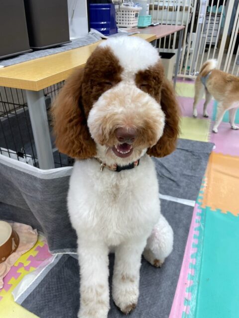 バロンちゃん🐶
歯磨きトレーニングを始めて2ヶ月が経過しました!コツコツ頑張ってくれているため、綺麗な状態を保てています!🦷🪥✨
今日は、まめちゃんにグイグイ来られると少し戸惑っていたり、つくしちゃん達とはお喋りしたりしていました!😁
🐾🐶愛犬のお悩みご相談ください🐶🐾
@kenkohmura_official
↑フォロー待ってます↑
☎︎ 0〒955-0091 新潟県三条市上須頃大割428−1256-35-2571
✉️ info@kenkohmura.jp
HP: http://kenkohmura.jp
LINE: https://lin.ee/7LIz5sb
#犬幸村#犬の幼稚園 #吠える、噛む #犬のしつけ #トイレ スタンダードプードル スタンダードプードル可愛い スタンプー大好き