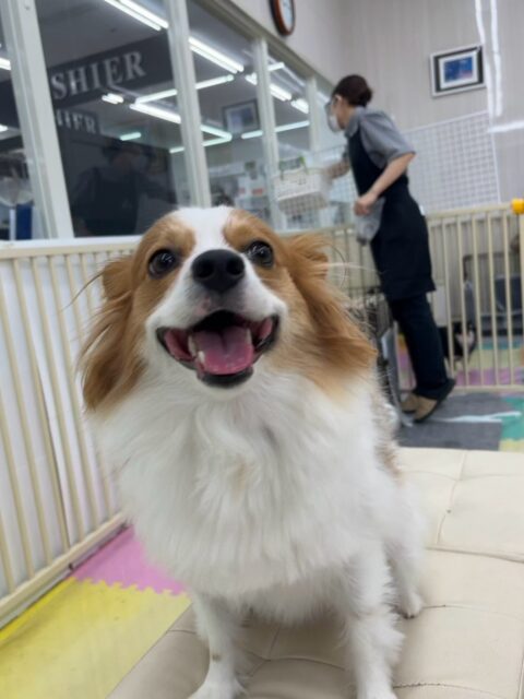 マロンちゃん🐶
今日は、朝から園内を全力で走り回ったり、ベンちゃんに構ってアピールしていました!😊
また、仲良しのリラちゃんと一緒にスタッフに甘えていました!😄
🐾🐶愛犬のお悩みご相談ください🐶🐾
@kenkohmura_official
↑フォロー待ってます↑
☎︎ 0〒955-0091 新潟県三条市上須頃大割428−1256-35-2571
✉️ info@kenkohmura.jp
HP: http://kenkohmura.jp
LINE: https://lin.ee/7LIz5sb
#犬幸村#犬の幼稚園 #吠える、噛む #犬のしつけ #トイレ パピヨン パピヨン大好き パピヨン大好きさんと繋がりたい