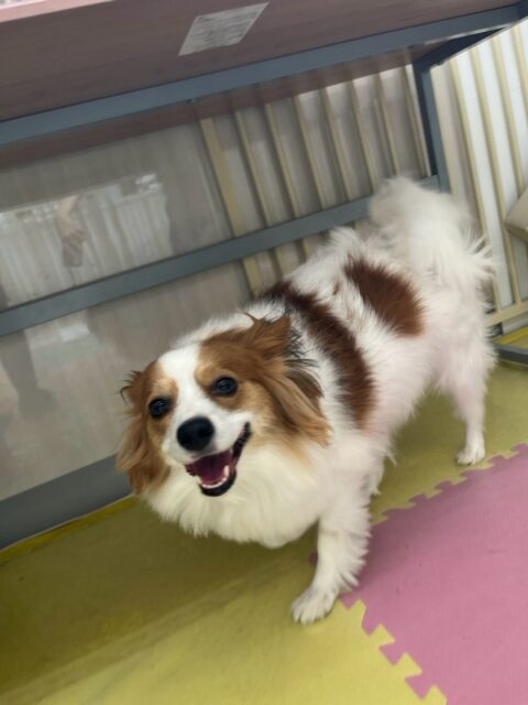 マロンちゃん🐶
本日は、リラちゃんやププちゃん、ふうちゃん、ぽん太達と走り回ったり、みんなで激しすぎる追いかけっこをしたりして楽しんでいました🤭

🐾🐶愛犬のお悩みご相談ください🐶🐾
@kenkohmura_official
 ↑フォロー待ってます↑

〒955-0091 新潟県三条市上須頃大割４２８−１
☎︎ 0256-35-2571
✉️ info@kenkohmura.jp
HP: http://kenkohmura.jp
LINE: https://lin.ee/7LIz5sb

#犬幸村#犬の幼稚園 #吠える、噛む #犬のしつけ #トイレ
パピヨンパピヨン可愛いパピヨン大好きパピヨン倶楽部パピヨン可愛いすぎる