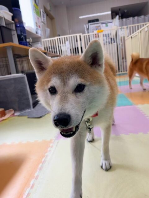 まめちゃん🐶
今日は、チャーリーちゃんやつくしちゃんと楽しそうにお喋りしていました!😊
また、スタッフが近くに来ると膝の上に飛び乗ってのんびり休憩していました!😆
🐾🐶愛犬のお悩みご相談ください🐶🐾
@kenkohmura_official
↑フォロー待ってます↑
☎︎ 0〒955-0091 新潟県三条市上須頃大割428−1256-35-2571
✉️ info@kenkohmura.jp
HP: http://kenkohmura.jp
LINE: https://lin.ee/7LIz5sb
#犬幸村#犬の幼稚園 #吠える、噛む #犬のしつけ #トイレ 柴犬 柴犬可愛い 柴犬大好き