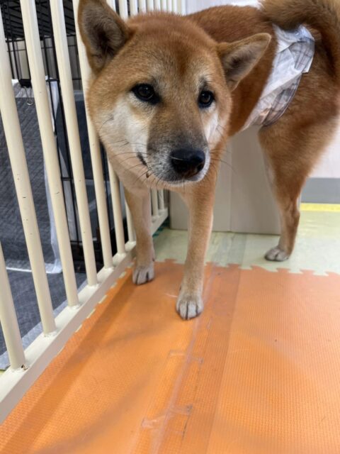 チャリーちゃん🐶
今日は、つくしちゃんに「何してるのー!遊ぼー!」と遊びに誘っていました!😄
また、店内へお散歩に行った時はスタッフの横について上手に歩いていました!😊
🐾🐶愛犬のお悩みご相談ください🐶🐾
@kenkohmura_official
↑フォロー待ってます↑
☎︎ 0〒955-0091 新潟県三条市上須頃大割428−1256-35-2571
✉️ info@kenkohmura.jp
HP: http://kenkohmura.jp
LINE: https://lin.ee/7LIz5sb
#犬幸村#犬の幼稚園 #吠える、噛む #犬のしつけ #トイレ 柴犬大好き 柴犬 柴犬可愛い