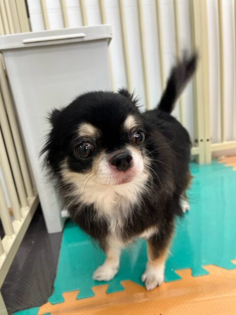 こまめちゃん&チーノちゃん🐶
こまめちゃんは、スタッフの後を追いかけたり、自分からマロンちゃんの匂いを嗅ぎに行ったりしていました!😊
チーノちゃんは、スタッフに撫でてもらっていたり、自分から他の子の匂いを嗅ぎに行っていました!😁
🐾🐶愛犬のお悩みご相談ください🐶🐾
@kenkohmura_official
↑フォロー待ってます↑
☎︎ 0〒955-0091 新潟県三条市上須頃大割428−1256-35-2571
✉️ info@kenkohmura.jp
HP: http://kenkohmura.jp
LINE: https://lin.ee/7LIz5sb
#犬幸村#犬の幼稚園 #吠える、噛む #犬のしつけ #トイレ チワワ チワワ可愛い チワワとの暮らし