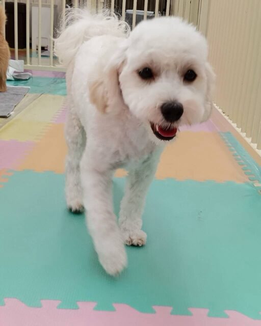 ふうちゃん🐶
本日は朝からバロンちゃんや、モカちゃん、ププちゃん達と走り回ったり、みんなで激しすぎるワンプロを仕掛けあったりして楽しく過ごしていました🤭

🐾🐶愛犬のお悩みご相談ください🐶🐾
@kenkohmura_official
 ↑フォロー待ってます↑

〒955-0091 新潟県三条市上須頃大割４２８−１
☎︎ 0256-35-2571
✉️ info@kenkohmura.jp
HP: http://kenkohmura.jp
LINE: https://lin.ee/7LIz5sb

#犬幸村#犬の幼稚園 #吠える、噛む #犬のしつけ #トイレ
ミックスミックス犬ミックス犬可愛いミックス犬倶楽部ミックス犬可愛いすぎる