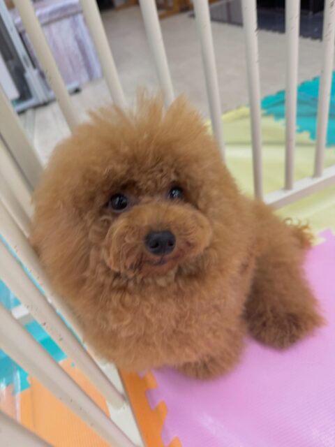 ププちゃん🐶
本日はあんずちゃんやモカちゃん達と走り回ったり、ふうちゃんとワンプロを仕掛けあったりして楽しそうに過ごしていました🤭

🐾🐶愛犬のお悩みご相談ください🐶🐾
@kenkohmura_official
 ↑フォロー待ってます↑

〒955-0091 新潟県三条市上須頃大割４２８−１
☎︎ 0256-35-2571
✉️ info@kenkohmura.jp
HP: http://kenkohmura.jp
LINE: https://lin.ee/7LIz5sb

#犬幸村#犬の幼稚園 #吠える、噛む #犬のしつけ #トイレ
トイプートイプー可愛いトイプー倶楽部トイプー大好きトイプー可愛いすぎる