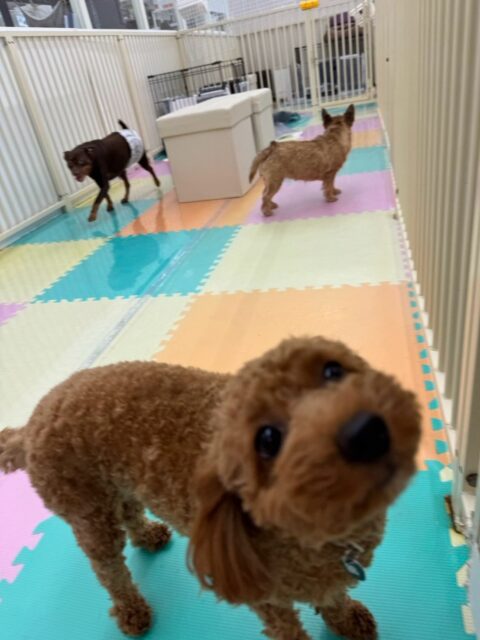 モカちゃん🐶
本日歯磨きトレーニングを開始して7ヶ月が経ちました🦷
歯の状態はさらに綺麗になってきています‼️このまま継続を意識して歯磨きトレーニングを頑張りましょう✊

園内ではププちゃんやふうちゃん、とらのすけちゃん達と走り回ったり、激しいワンプロを仕掛けあったりして楽しく過ごしていました🤭

🐾🐶愛犬のお悩みご相談ください🐶🐾
@kenkohmura_official
 ↑フォロー待ってます↑

〒955-0091 新潟県三条市上須頃大割４２８−１
☎︎ 0256-35-2571
✉️ info@kenkohmura.jp
HP: http://kenkohmura.jp
LINE: https://lin.ee/7LIz5sb

#犬幸村#犬の幼稚園 #吠える、噛む #犬のしつけ #トイレ
トイプートイプー可愛いトイプー倶楽部トイプー大好きトイプー可愛いすぎる