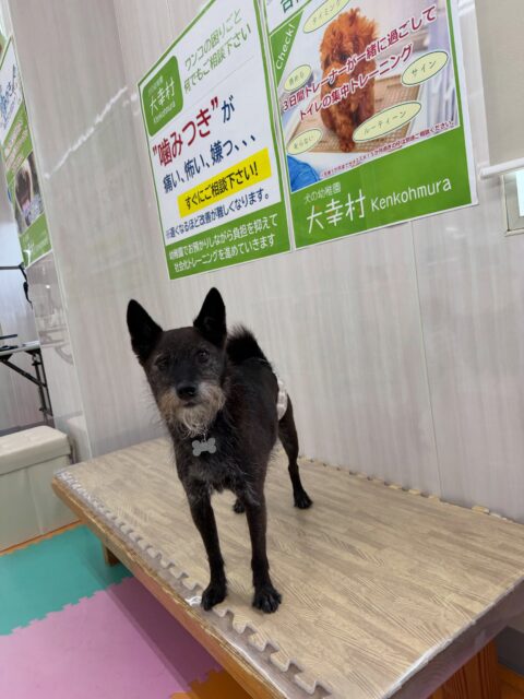 小乃輔ちゃん🐶
本日歯磨きトレーニングを開始して2年1ヶ月が経ちました
歯の状態はかなり綺麗にキープできています‼️このまま継続を意識していきましょう✊

園内ではとらのすけちゃんやあんずちゃん達と激しいお話し合いをしながら、スタッフに構って攻撃をたくさん仕掛けてくれました🤣

🐾🐶愛犬のお悩みご相談ください🐶🐾
@kenkohmura_official
 ↑フォロー待ってます↑

〒955-0091 新潟県三条市上須頃大割４２８−１
☎︎ 0256-35-2571
✉️ info@kenkohmura.jp
HP: http://kenkohmura.jp
LINE: https://lin.ee/7LIz5sb

#犬幸村#犬の幼稚園 #吠える、噛む #犬のしつけ #トイレ
ミックスミックス犬ミックス犬可愛いすぎるミックス犬大好き