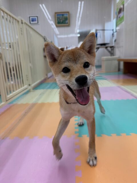 あんずちゃん🐶
本日も朝から夕方までずーっと遊び回っていて流石の体力でした🤭自分よりも体の大きい子達にも果敢に遊びを誘って激しいワンプロを繰り広げていました👍

🐾🐶愛犬のお悩みご相談ください🐶🐾
@kenkohmura_official
 ↑フォロー待ってます↑

〒955-0091 新潟県三条市上須頃大割４２８−１
☎︎ 0256-35-2571
✉️ info@kenkohmura.jp
HP: http://kenkohmura.jp
LINE: https://lin.ee/7LIz5sb

#犬幸村#犬の幼稚園 #吠える、噛む #犬のしつけ #トイレ
柴犬柴犬可愛い柴犬大好き柴犬倶楽部柴犬可愛いすぎる