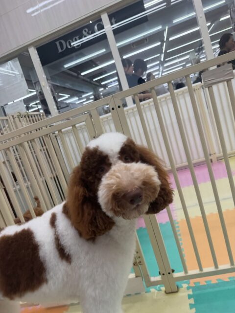 バロンちゃん🐶
本日は朝からあんずちゃんや小乃輔ちゃん達と激しいワンプロを仕掛けあったり、園内を走り回ったりして非常に楽しそうに過ごしていました🤭

🐾🐶愛犬のお悩みご相談ください🐶🐾
@kenkohmura_official
 ↑フォロー待ってます↑

〒955-0091 新潟県三条市上須頃大割４２８−１
☎︎ 0256-35-2571
✉️ info@kenkohmura.jp
HP: http://kenkohmura.jp
LINE: https://lin.ee/7LIz5sb

#犬幸村#犬の幼稚園 #吠える、噛む #犬のしつけ #トイレ
スタンダードプードルスタンダードプードル可愛いスタンダードプードル倶楽部スタンダードプードル大好き