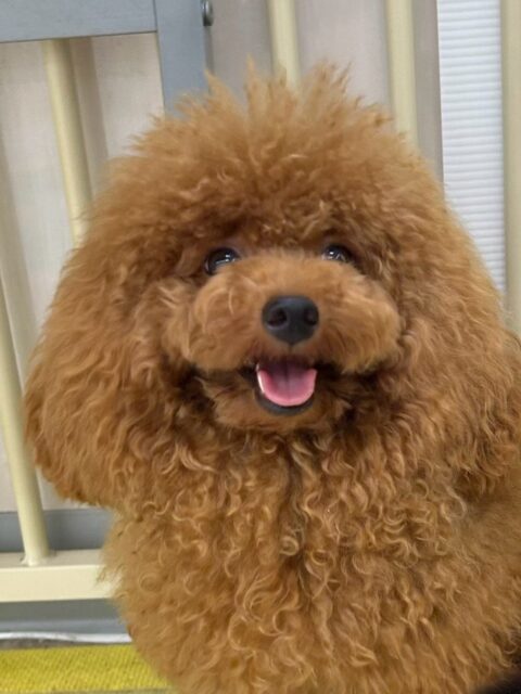 ププちゃん🐶
本日もお昼ぐらいからみんなとはしゃぎ出して、園内を走り回ってみたり、楽しそうに激しすぎるワンプロを繰り広げていたりして過ごしていました👍
🐾🐶愛犬のお悩みご相談ください🐶🐾
@kenkohmura_official
↑フォロー待ってます↑
〒955-0091 新潟県三条市上須頃大割428−1
☎︎ 0256-35-2571
✉️ info@kenkohmura.jp
HP: http://kenkohmura.jp
LINE: https://lin.ee/7LIz5sb
#犬幸村#犬の幼稚園 #吠える、噛む #犬のしつけ #トイレ
トイプートイプー可愛いトイプー倶楽部トイプー大好きトイプー可愛いすぎる