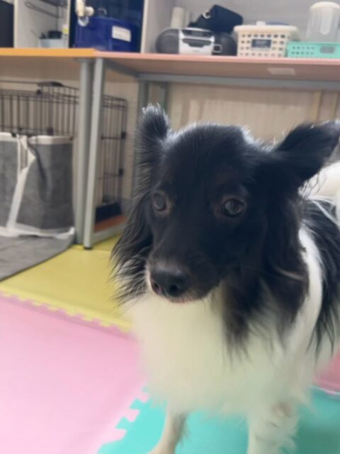 リラちゃん🐶
本日もマロンちゃんと走り回ったり、ふうちゃんやすけちゃん達と激しいお話し合いをしたり、そのまま走り回ったりして非常に楽しそうに過ごしていました🤭

🐾🐶愛犬のお悩みご相談ください🐶🐾
@kenkohmura_official
 ↑フォロー待ってます↑

〒955-0091 新潟県三条市上須頃大割４２８−１
☎︎ 0256-35-2571
✉️ info@kenkohmura.jp
HP: http://kenkohmura.jp
LINE: https://lin.ee/7LIz5sb

#犬幸村#犬の幼稚園 #吠える、噛む #犬のしつけ #トイレ
ミックスミックス犬ミックス犬可愛いミックス犬大好きミックス犬倶楽部