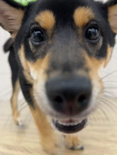 初来園のももちゃん🐶
本日から歯磨きトレーニングを開始しました!
歯の状態はかなり綺麗なので汚れをつけないように頑張っていきましょう✊
園内では朝からかなり元気に走り回ったり、みんなを引き連れて追いかけっこをしたりして、初来園なのにすぐにみんなと仲良くなれて楽しそうに過ごせていました👍
🐾🐶愛犬のお悩みご相談ください🐶🐾
@kenkohmura_official
↑フォロー待ってます↑
〒955-0091 新潟県三条市上須頃大割428−1
☎︎ 0256-35-2571
✉️ info@kenkohmura.jp
HP: http://kenkohmura.jp
LINE: https://lin.ee/7LIz5sb
#犬幸村#犬の幼稚園 #吠える、噛む #犬のしつけ #トイレ
柴犬柴犬可愛い柴犬大好き柴犬倶楽部柴犬可愛いすぎる