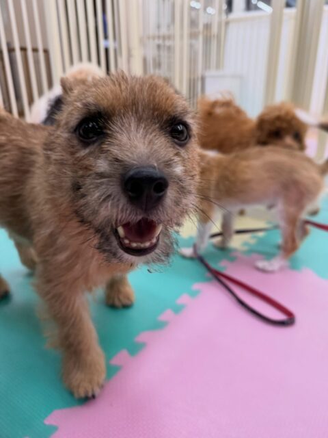 本日の鶴丸🐶
本日はペリーちゃんやももちゃん達が気に入ったようで猛アタック‼️遊びに誘ってみたり、ワンプロを仕掛けあったりして過ごしていました🙇
🐾🐶愛犬のお悩みご相談ください🐶🐾
@kenkohmura_official
↑フォロー待ってます↑
〒955-0091 新潟県三条市上須頃大割428−1
☎︎ 0256-35-2571
✉️ info@kenkohmura.jp
HP: http://kenkohmura.jp
LINE: https://lin.ee/7LIz5sb
#犬幸村#犬の幼稚園 #吠える、噛む #犬のしつけ #トイレ
ノーリッチテリアノーリッチテリア可愛いノーリッチ倶楽部ノーリッチテリア可愛いすぎる