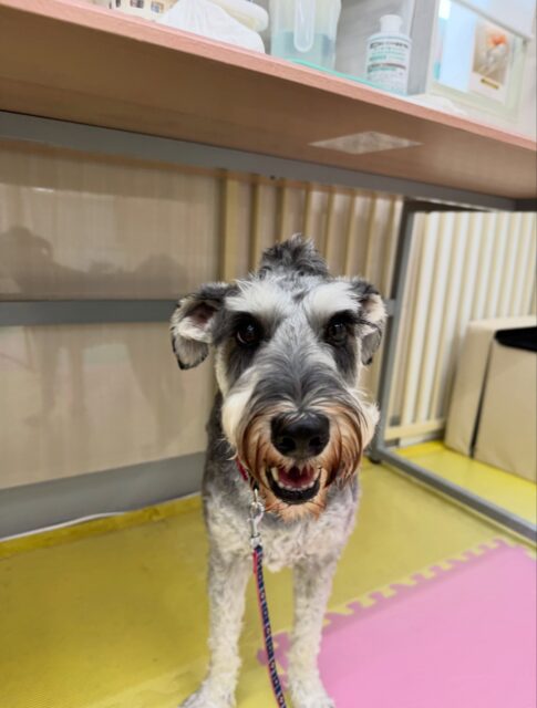ペリーちゃん🐶
本日は朝から鶴丸やむくちゃん、ニコペットのちびっ子達と匂いを嗅ぎ合ったり、みんなと走り回ったり、ワンプロを仕掛けあったりして楽しんでいました👍
🐾🐶愛犬のお悩みご相談ください🐶🐾
@kenkohmura_official
↑フォロー待ってます↑
〒955-0091 新潟県三条市上須頃大割428−1
☎︎ 0256-35-2571
✉️ info@kenkohmura.jp
HP: http://kenkohmura.jp
LINE: https://lin.ee/7LIz5sb
#犬幸村#犬の幼稚園 #吠える、噛む #犬のしつけ #トイレ
シュナシュナウザーシュナウザー大好きシュナウザー倶楽部シュナウザー可愛いすぎる