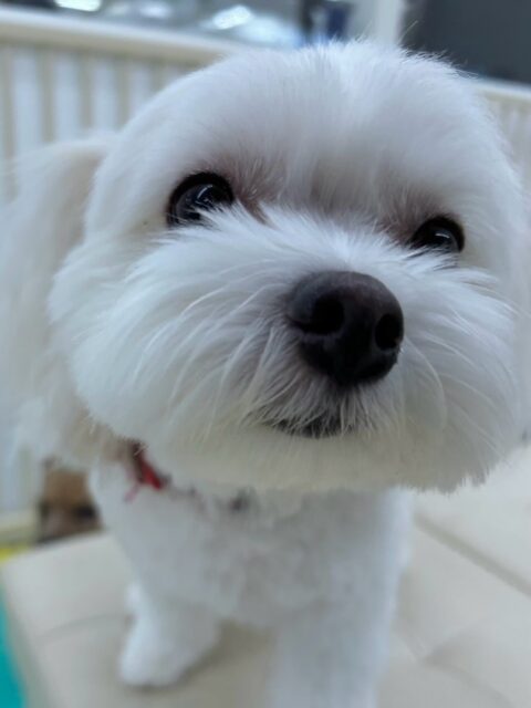 むくちゃん🐶
本日は朝からいろんな子達に匂いを嗅がれたり、挨拶をされたりして大人気‼️みんなにうまくコミュニケーションをとってくれていました👍
🐾🐶愛犬のお悩みご相談ください🐶🐾
@kenkohmura_official
↑フォロー待ってます↑
〒955-0091 新潟県三条市上須頃大割428−1
☎︎ 0256-35-2571
✉️ info@kenkohmura.jp
HP: http://kenkohmura.jp
LINE: https://lin.ee/7LIz5sb
#犬幸村#犬の幼稚園 #吠える、噛む #犬のしつけ #トイレ
ミックスミックス犬ミックス犬可愛いすぎるミックス犬大好きミックス犬倶楽部