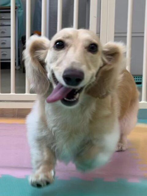 シロちゃん🐶
本日歯磨きトレーニングを開始して1年が経ちました🦷
歯の状態は変わらずキープできているので、汚れている場所を重点的に磨いて少しずつ綺麗にしていきましょう✊
園内ではニコペットの柴犬ちゃんと激しいお話し合いをしながら、走り回ったり、ワンプロを仕掛けあったりして楽しんでいました🤭
🐾🐶愛犬のお悩みご相談ください🐶🐾
@kenkohmura_official
↑フォロー待ってます↑
〒955-0091 新潟県三条市上須頃大割428−1
☎︎ 0256-35-2571
✉️ info@kenkohmura.jp
HP: http://kenkohmura.jp
LINE: https://lin.ee/7LIz5sb
#犬幸村#犬の幼稚園 #吠える、噛む #犬のしつけ #トイレ
ダックスダックス可愛いダックス倶楽部ダックス可愛いすぎるダックス大好き