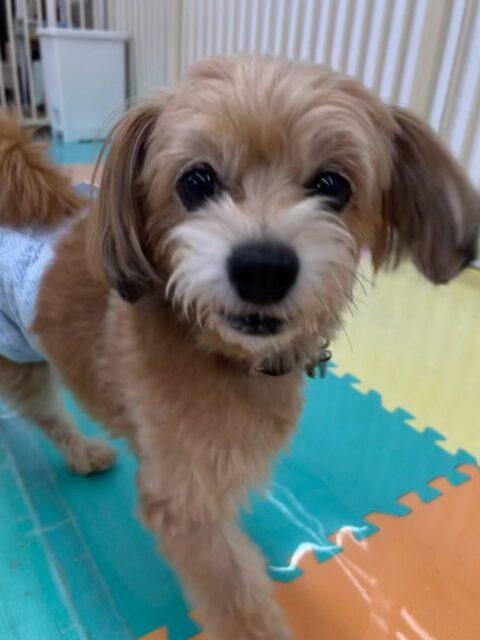 コジロウちゃん🐶
本日は朝からベンやぽん太にもうアタック‼️たくさんワンプロを仕掛けあったり、走り回ったりして非常に満足そうな表情で過ごしていました🤭
🐾🐶愛犬のお悩みご相談ください🐶🐾
@kenkohmura_official
↑フォロー待ってます↑
〒955-0091 新潟県三条市上須頃大割428−1
☎︎ 0256-35-2571
✉️ info@kenkohmura.jp
HP: http://kenkohmura.jp
LINE: https://lin.ee/7LIz5sb
#犬幸村#犬の幼稚園 #吠える、噛む #犬のしつけ #トイレ
ミックスミックス犬ミックス犬可愛いミックス犬倶楽部ミックス犬大好き